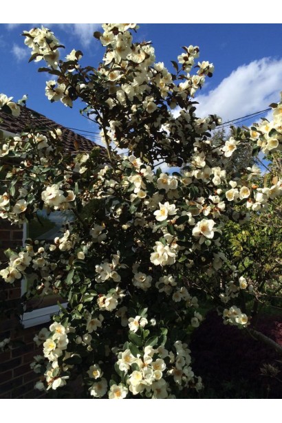 Магнолія левіфолія Гейлс Фейворіт в ландшафті